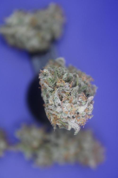 Nebula Punch Auto FrostFireSeeds. Week 10 - Day 70