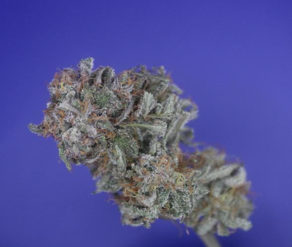 Nebula Punch Auto FrostFireSeeds. Week 10 - Day 70