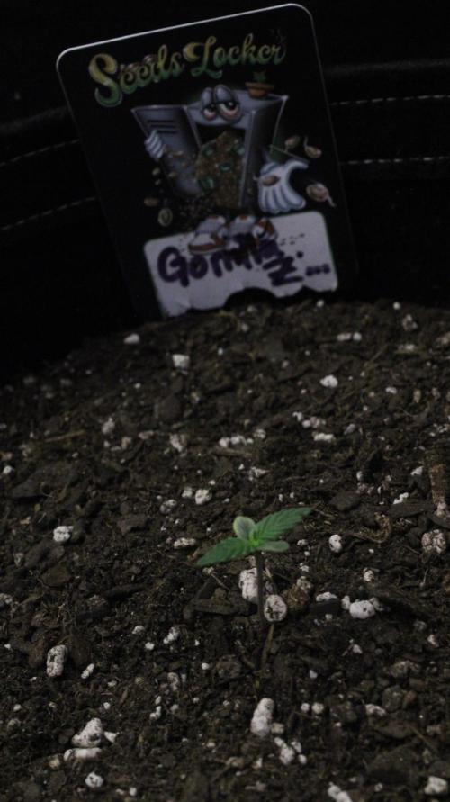 Gorilla Z Auto. Week 1 - Day 5 W1