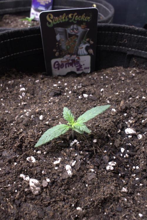 Gorilla Z Auto. Week 1 - Day 7 W1