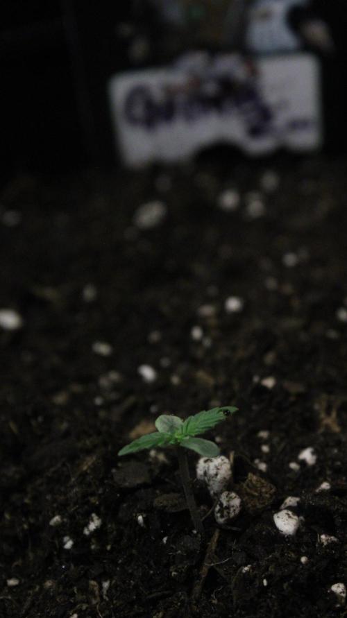 Gorilla Z Auto. Week 1 - Day 4 W1