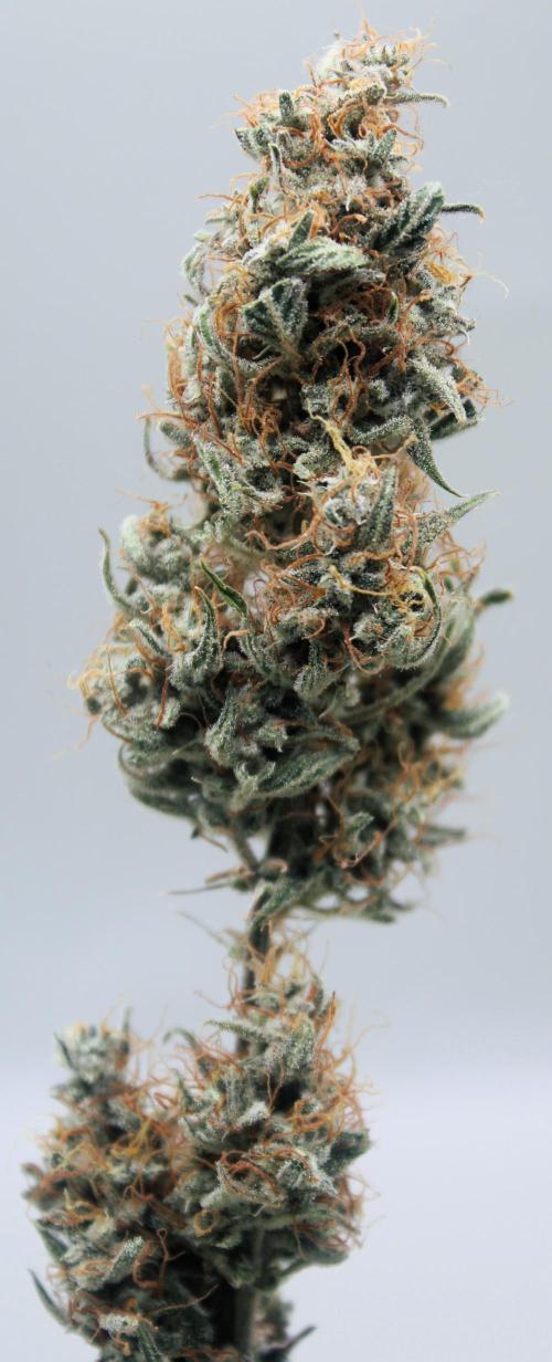 Blue Bourbon Smash Auto Aeque Genetics. Week 11 - Blue Bourbon Smash