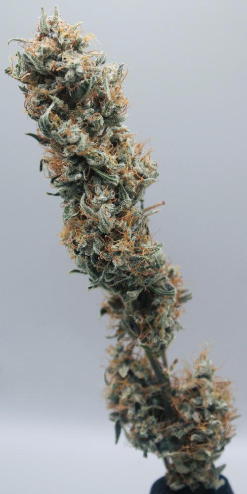 Blue Bourbon Smash Auto Aeque Genetics. Week 11 - Blue Bourbon Smash