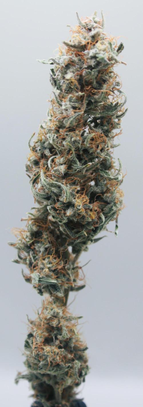 Blue Bourbon Smash Auto Aeque Genetics. Week 11 - Blue Bourbon Smash