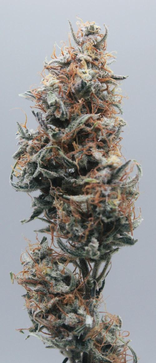 Blue Bourbon Smash Auto Aeque Genetics. Week 11 - Blue Bourbon Smash