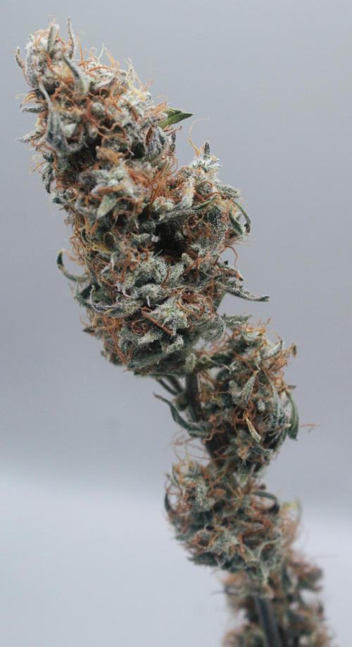 Blue Bourbon Smash Auto Aeque Genetics. Week 11 - Blue Bourbon Smash