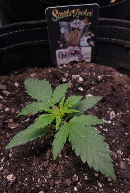 Gorilla Z Auto. Week 2 - Gorilla Z Day 14 Week 2