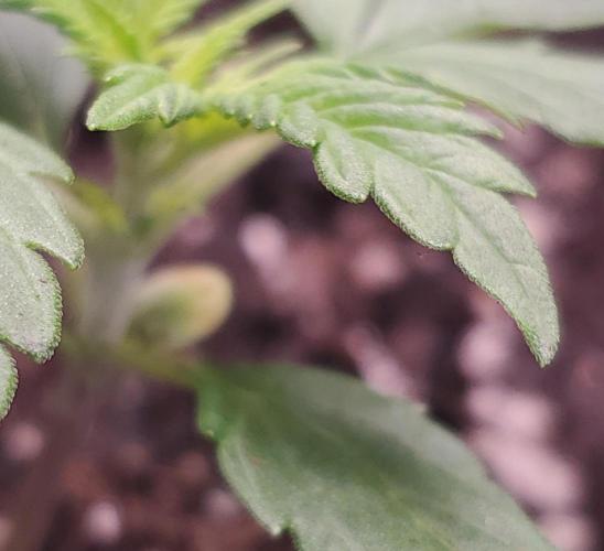Gorilla Z Auto. Week 2 - Dark lower leaves

Nice pale green new