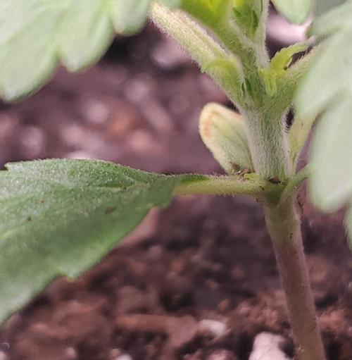Gorilla Z Auto. Week 2 - Side branching starting early
Day 14