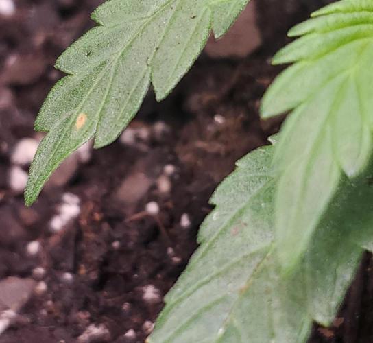 Gorilla Z Auto. Week 2 - Day 14 

Any ideas on the brown spot?