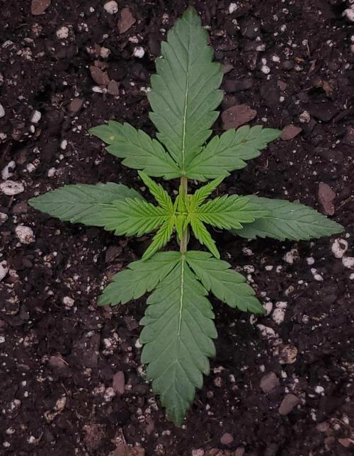 Gorilla Z Auto. Week 2 - Gorilla Z Day 14 

Pretty lady symetrical beauty