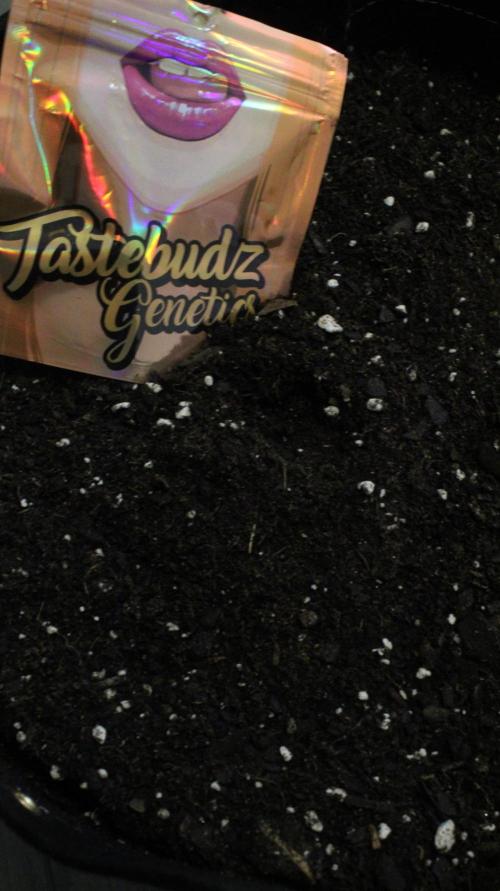 Back to the Future Run #2. Week 0 - Back to the Future 

Tastebudz Genetics