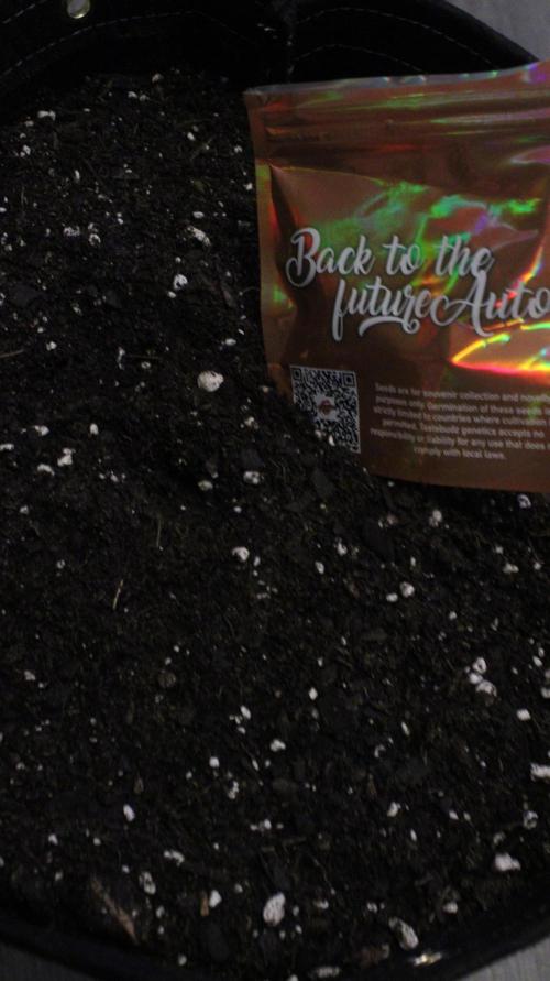 Back to the Future Run #2. Week 0 - Back to the Future 

Tastebudz Genetics