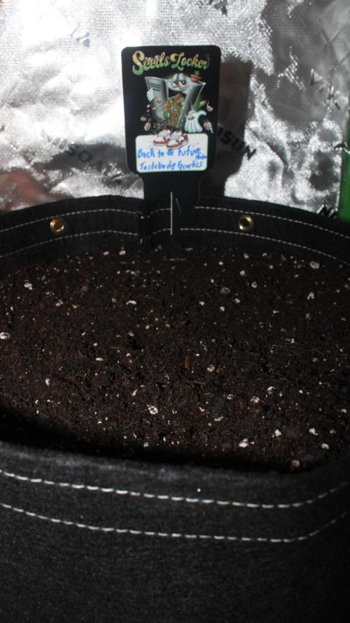 Back to the Future Run #2. Week 0 - Back to the Future 

Tastebudz Genetics