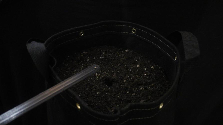 Eternity Cup 26 - Sticky Broccoli (Hunt). Week 0 - ............
