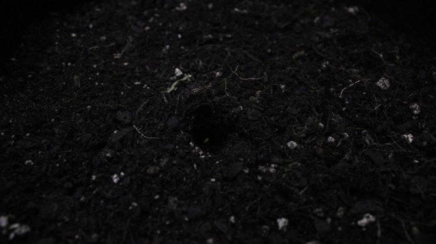 Eternity Cup 26 - Sticky Broccoli (Hunt). Week 0 - Delivery!