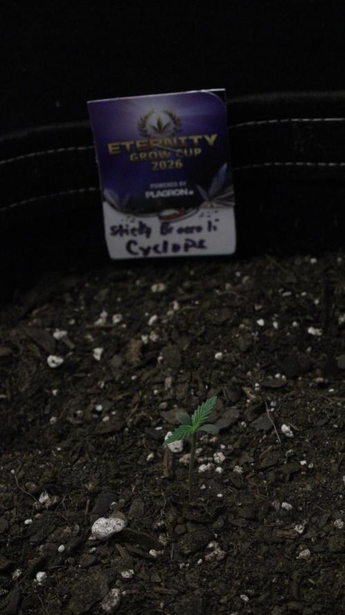 Eternity Cup 26 - Sticky Broccoli (Hunt). Week 1 - Cyclops Day 2