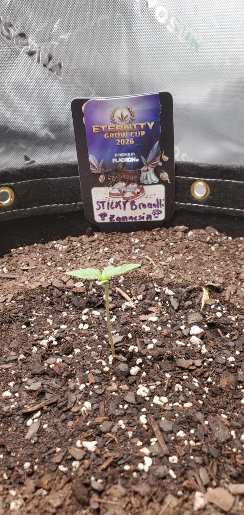 Eternity Cup 26 - Sticky Broccoli (Hunt). Week 1 - Mai Day 3