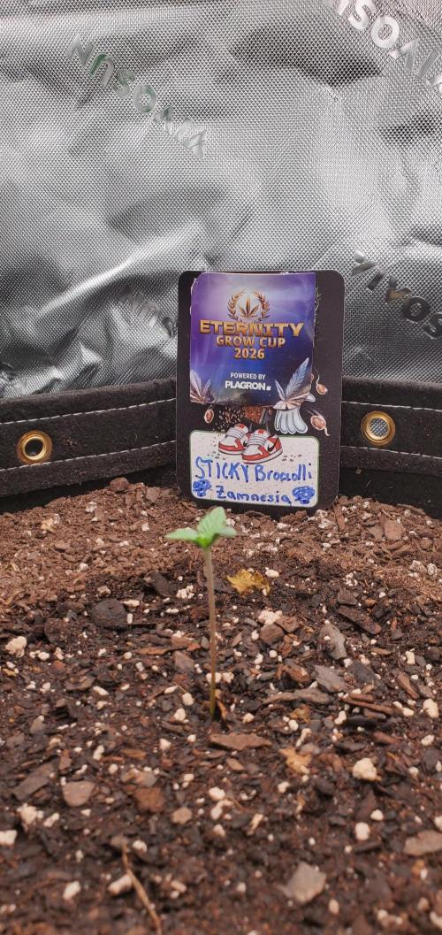 Eternity Cup 26 - Sticky Broccoli (Hunt). Week 1 - Maki Day 3