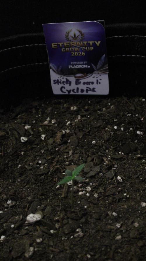 Eternity Cup 26 - Sticky Broccoli (Hunt). Week 1 - Cyclops Day 3