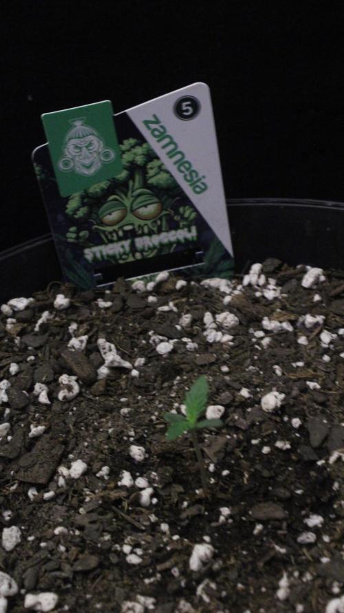 Eternity Cup 26 - Sticky Broccoli (Hunt). Week 1 - Jean Day 3