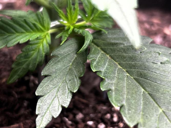 Gorilla Z Auto. Week 3 - Day 16

Week 3