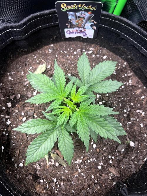 Gorilla Z Auto. Week 3 - Day 18

Week 3 