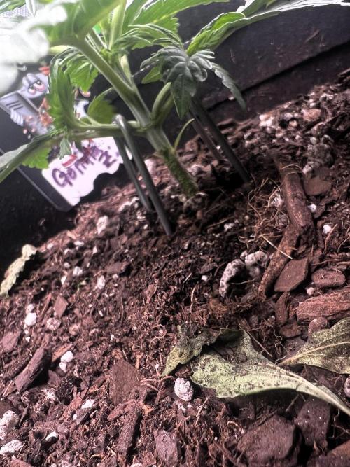 Gorilla Z Auto. Week 3 - Day 21

Week 3