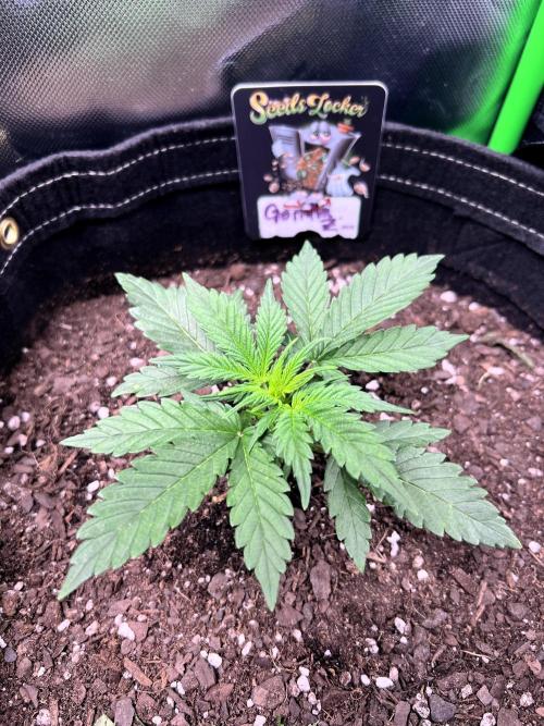 Gorilla Z Auto. Week 3 - Day 16

Week 3