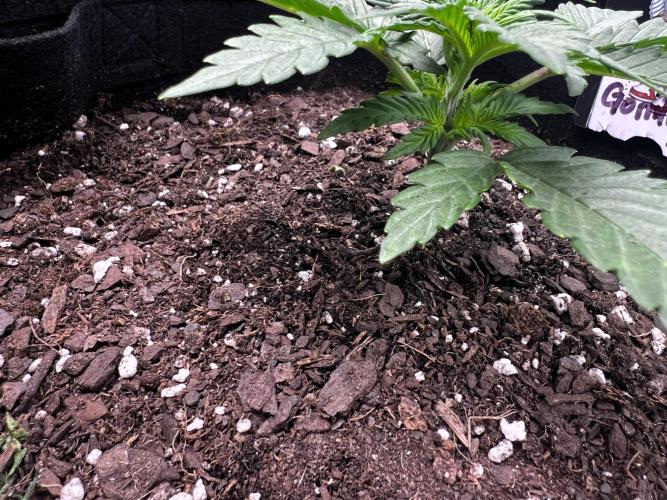 Gorilla Z Auto. Week 3 - Day 16

Week 3