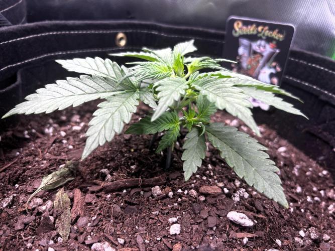 Gorilla Z Auto. Week 3 - Day 21

Week 3