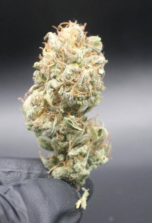 Darkside Cookies Auto Precursor Genetics. Week 12 - Darkside Cookies