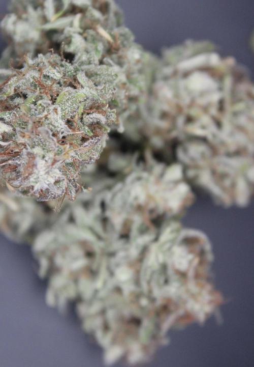 Darkside Cookies Auto Precursor Genetics. Week 12 - Darkside Cookies