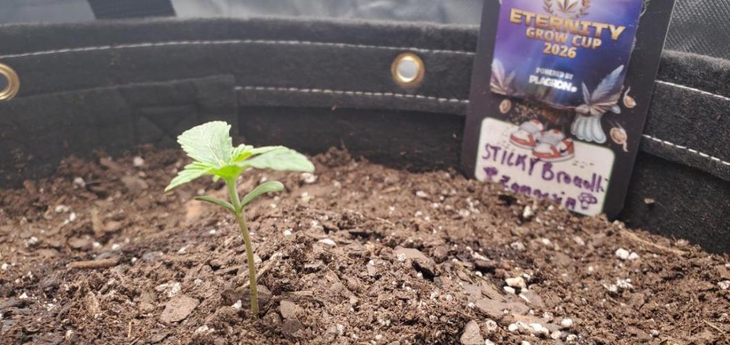Eternity Cup 26 - Sticky Broccoli (Hunt). Week 2 - MAI 
- Sticky Broccoli Auto
- Day 7 start of week 2