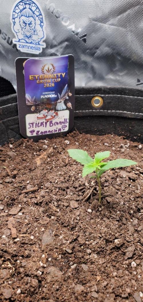 Eternity Cup 26 - Sticky Broccoli (Hunt). Week 2 - MAI 
- Sticky Broccoli Auto
- Day 8 of week 2