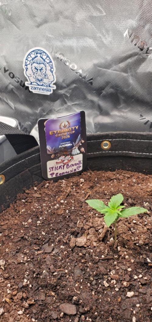 Eternity Cup 26 - Sticky Broccoli (Hunt). Week 2 - MAI 
- Sticky Broccoli Auto
- Day 9 of week 2