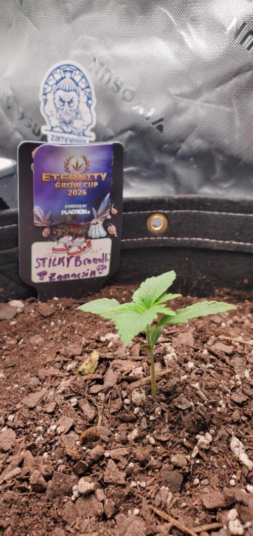 Eternity Cup 26 - Sticky Broccoli (Hunt). Week 2 - MAI 
- Sticky Broccoli Auto
- Day 10 of week 2