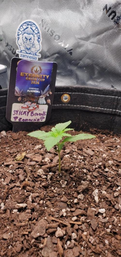 Eternity Cup 26 - Sticky Broccoli (Hunt). Week 2 - MAI 
- Sticky Broccoli Auto
- Day 11 of week 2