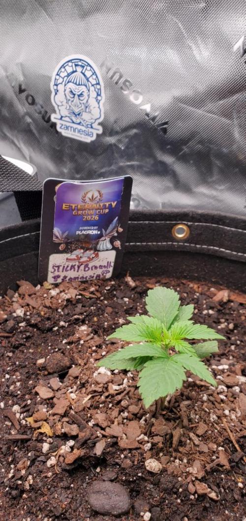 Eternity Cup 26 - Sticky Broccoli (Hunt). Week 2 - MAI 
- Sticky Broccoli Auto
- Day 13 of week 2