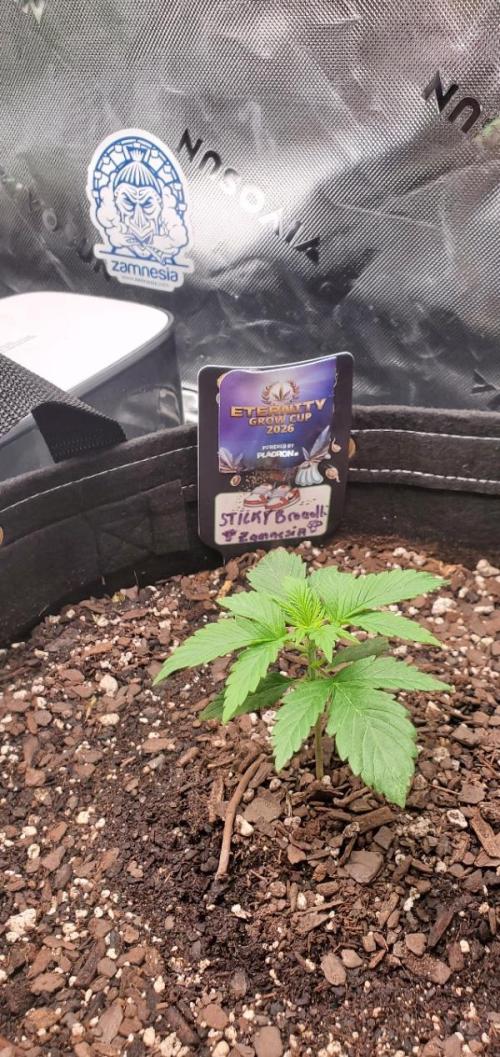 Eternity Cup 26 - Sticky Broccoli (Hunt). Week 2 - MAI 
- Sticky Broccoli Auto
- Day 14 of week 2