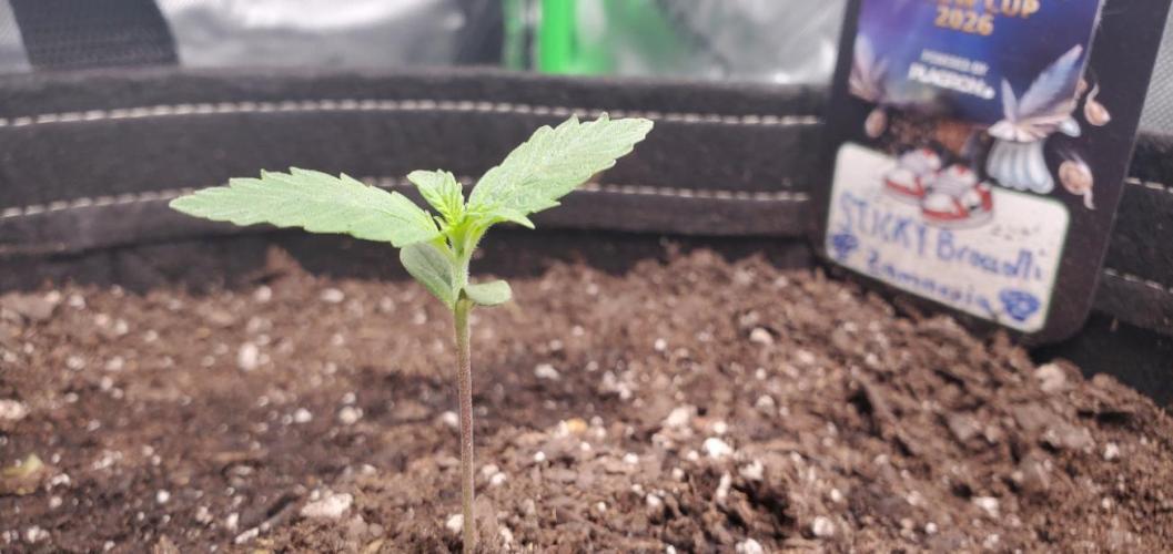 Eternity Cup 26 - Sticky Broccoli (Hunt). Week 2 - MAKI
- Sticky Broccoli Auto
- Day 7 start of week 2