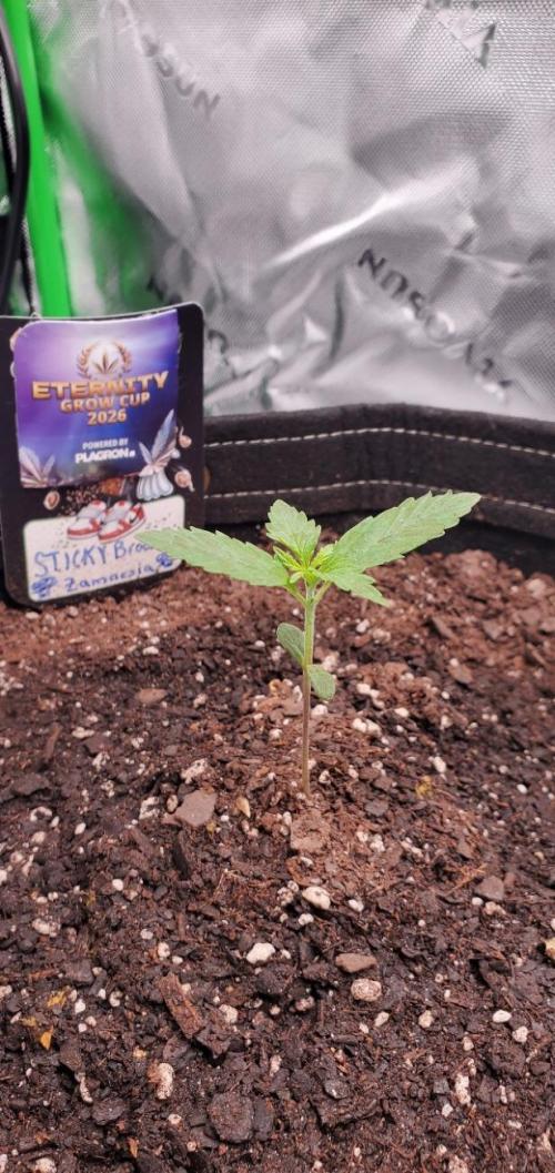 Eternity Cup 26 - Sticky Broccoli (Hunt). Week 2 - MAKI
- Sticky Broccoli Auto
- Day 8 of week 2