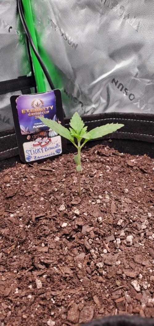 Eternity Cup 26 - Sticky Broccoli (Hunt). Week 2 - MAKI
- Sticky Broccoli Auto
- Day 9 of week 2
