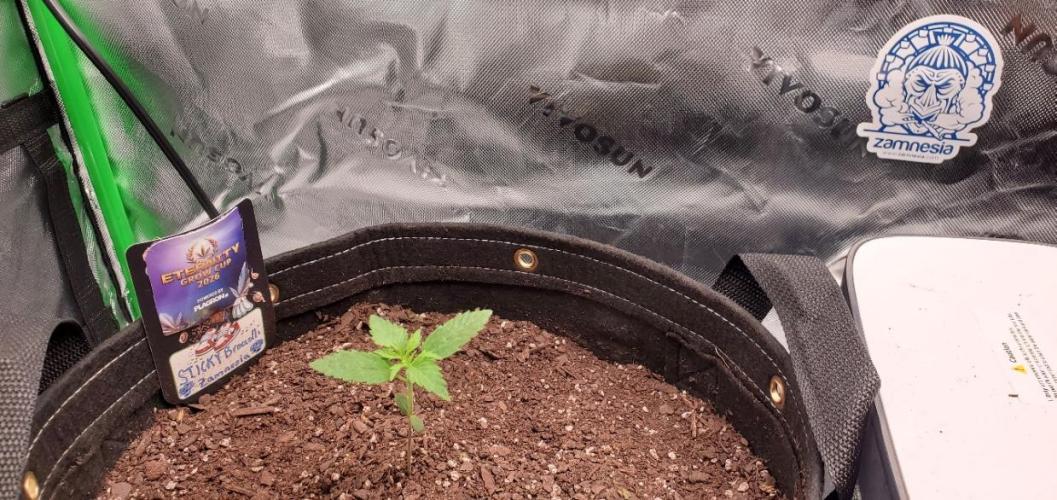 Eternity Cup 26 - Sticky Broccoli (Hunt). Week 2 - MAKI
- Sticky Broccoli Auto
- Day 10 of week 2