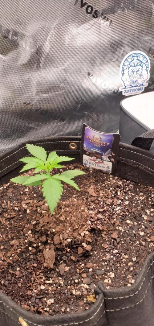 Eternity Cup 26 - Sticky Broccoli (Hunt). Week 2 - MAKI
- Sticky Broccoli Auto
- Day 11 of week 2