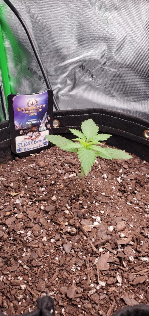 Eternity Cup 26 - Sticky Broccoli (Hunt). Week 2 - MAKI
- Sticky Broccoli Auto
- Day 12 of week 2