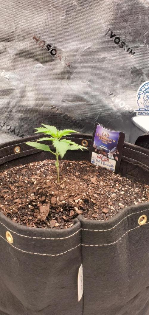 Eternity Cup 26 - Sticky Broccoli (Hunt). Week 2 - MAKI
- Sticky Broccoli Auto
- Day 13 of week 2