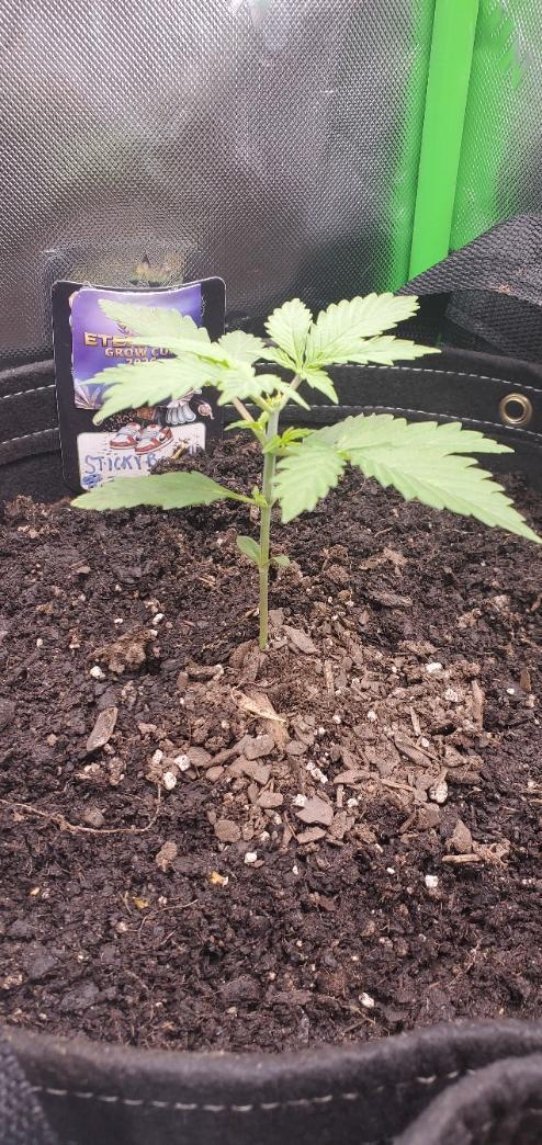 Eternity Cup 26 - Sticky Broccoli (Hunt). Week 2 - MAKI
- Sticky Broccoli Auto
- Day 14 end of week 2