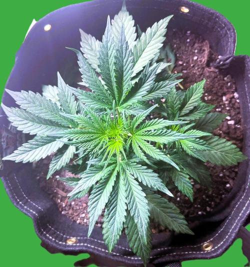 Gorilla Z Auto. Week 4 - Gorilla Z
Day 19 Week 3