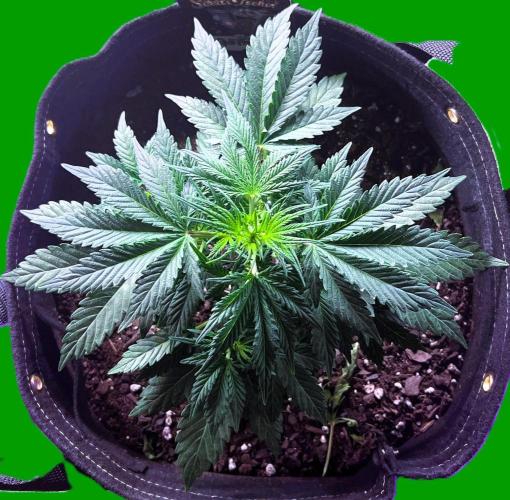 Gorilla Z Auto. Week 4 - Gorilla Z
Day 21 Week 3